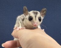 フクロモモンガの画像9