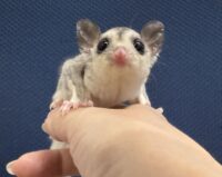 フクロモモンガの画像6
