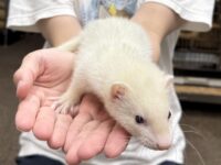 フェレットの画像8