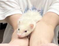 フェレットの画像7