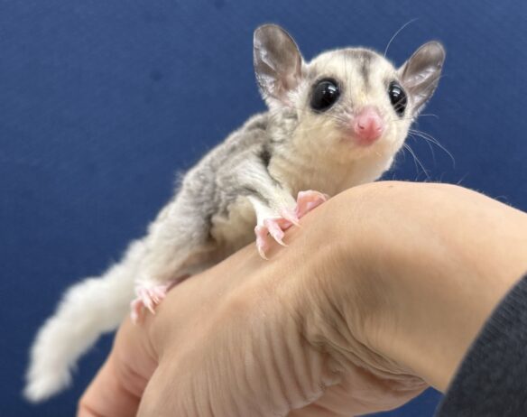 フクロモモンガのメイン画像