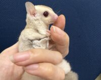 フクロモモンガの画像5