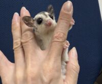 フクロモモンガの画像5