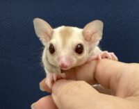 フクロモモンガの画像9