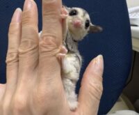 フクロモモンガの画像1