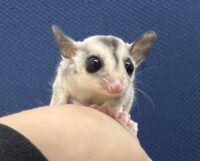 フクロモモンガの画像7