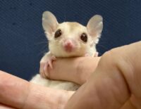 フクロモモンガの画像3