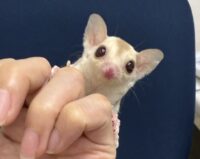 フクロモモンガの画像2