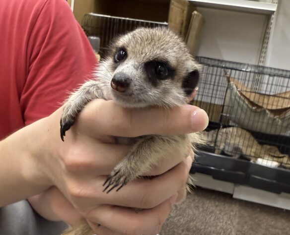 ミーアキャットベビー♀（2026年2月産まれ）とっても良い仔♪のメイン画像