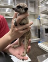 ミーアキャットベビー♀（2026年2月産まれ）とっても良い仔♪の画像2