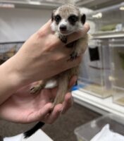 ミーアキャットベビー♀（2026年2月産まれ）とっても良い仔♪の画像1