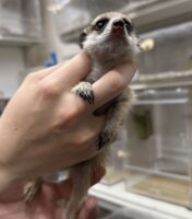 ミーアキャットベビー♀（2026年2月産まれ）とっても良い仔♪の画像12