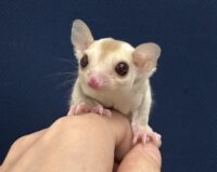 フクロモモンガの画像8