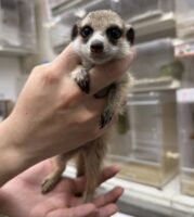 ミーアキャットベビー♀（2026年2月産まれ）とっても良い仔♪の画像13