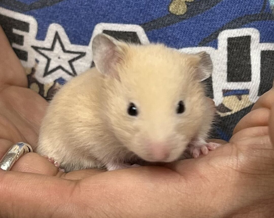 ゴールデンハムスター | ピュアアニマル