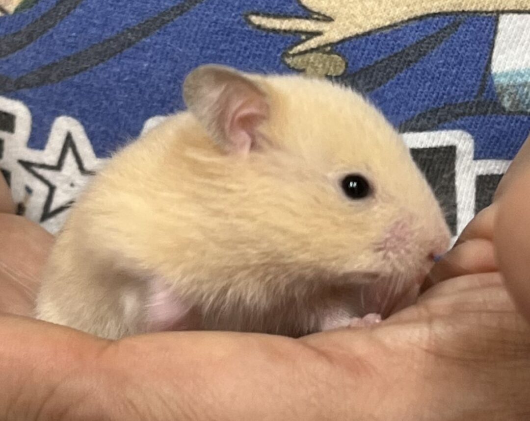 ゴールデンハムスター 個別紹介】ゴールデンハムスターがすくすく成長中♪ | FERRET WORLD