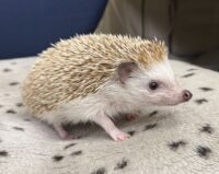 ハリネズミ(カナダ産:シナモン♂)懐っこいです♪の画像1