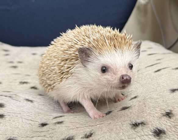 ハリネズミ（カナダ産：シナモン♂）懐っこいです♪のメイン画像