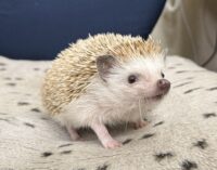 ハリネズミ(カナダ産:シナモン♂)懐っこいです♪の画像4