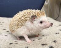 ハリネズミ(カナダ産:シナモン♂)懐っこいです♪の画像6