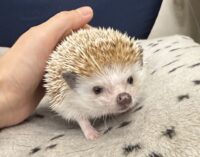 ハリネズミ(カナダ産:シナモン♂)懐っこいです♪の画像7
