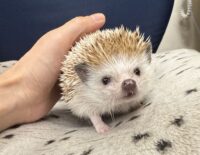 ハリネズミ(カナダ産:シナモン♂)懐っこいです♪の画像2