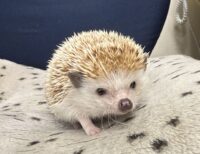 ハリネズミ(カナダ産:シナモン♂)懐っこいです♪の画像8