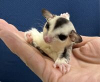 フクロモモンガの画像6