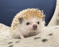 ハリネズミ(カナダ産:シナモン♂)懐っこいです♪の画像5