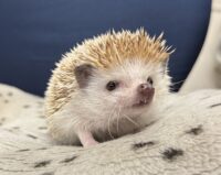 ハリネズミ(カナダ産:シナモン♂)懐っこいです♪の画像9