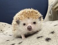 ハリネズミ(カナダ産:シナモン♂)懐っこいです♪の画像3
