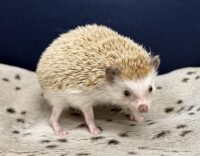 ハリネズミ(カナダ産:シナモン♂)懐っこいです♪の画像2