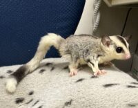 フクロモモンガの画像3