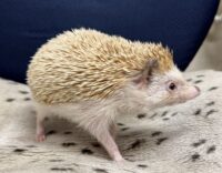 ハリネズミ(カナダ産:シナモン♂)懐っこいです♪の画像5
