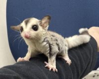 フクロモモンガの画像4