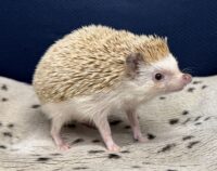 ハリネズミ(カナダ産:シナモン♂)懐っこいです♪の画像3