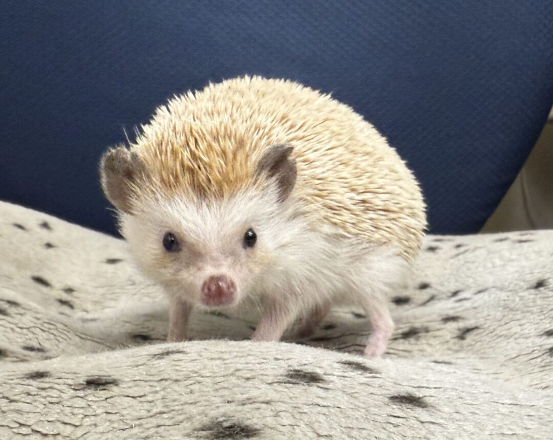 ハリネズミ(カナダ産:シナモン♂)懐っこいです♪のメイン画像