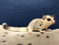 フクロモモンガの画像5