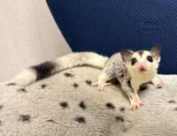 フクロモモンガの画像7