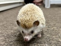 ハリネズミ(カナダ産:シナモン♂)懐っこいです♪の画像7