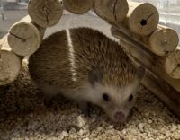 ハリネズミ(カナダ産:シナモン♂)懐っこいです♪の画像8