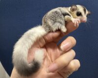 フクロモモンガの画像8