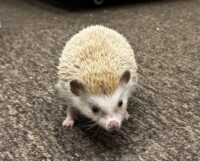 ハリネズミ(カナダ産:シナモン♂)懐っこいです♪の画像1