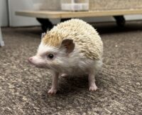 ハリネズミ(カナダ産:シナモン♂)懐っこいです♪の画像9