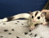 フクロモモンガの画像9