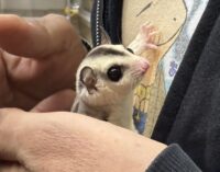 フクロモモンガの画像10