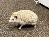 ハリネズミ(カナダ産:シナモン♂)懐っこいです♪の画像4