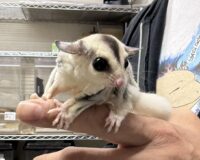 フクロモモンガの画像11