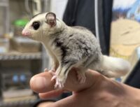 フクロモモンガの画像12