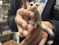 フクロモモンガの画像1